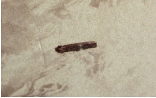 Mount Washington UFO Photograph